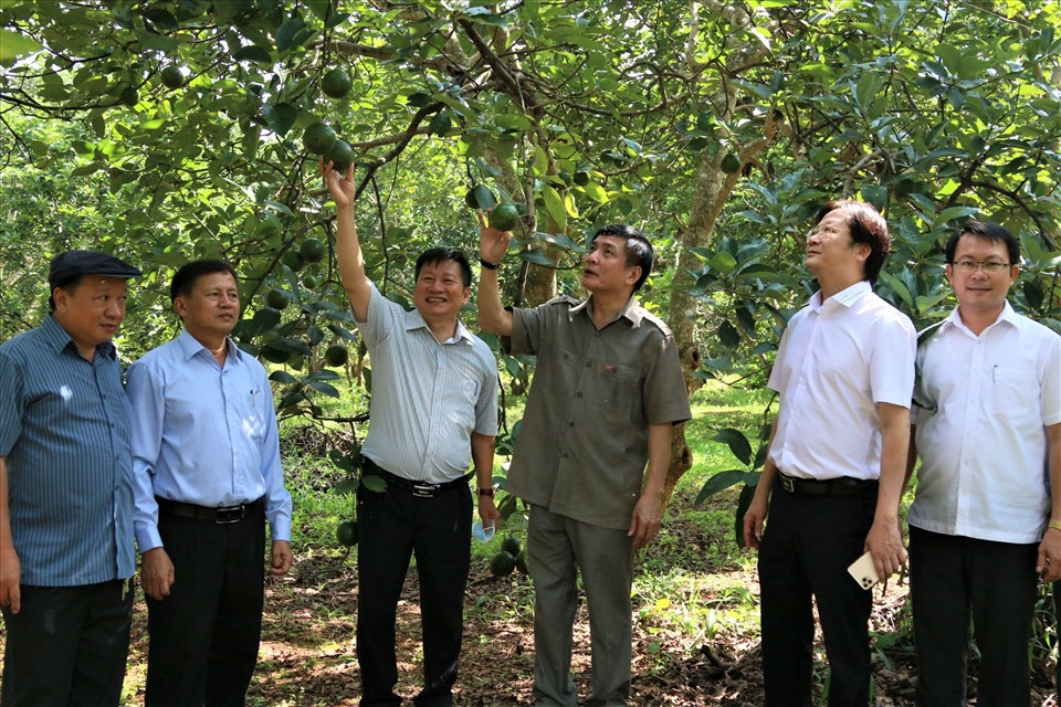 Bí thư Đắk Lắk Bùi Văn Cường và đoàn công tác đi thăm vườn cây ăn quả của Viện Khoa học Kỹ thuật nông lâm nghiệp Tây Nguyên. Ảnh Bảo Trung