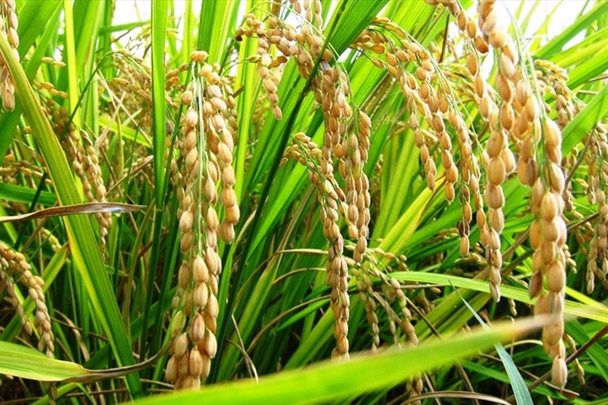 Theo Hiệp hội Lương thực Việt Nam, giá gạo xuất khẩu của Việt Nam đã sang tuần thứ hai giữ được mức cao kỷ lục: 480-492USD/tấn.