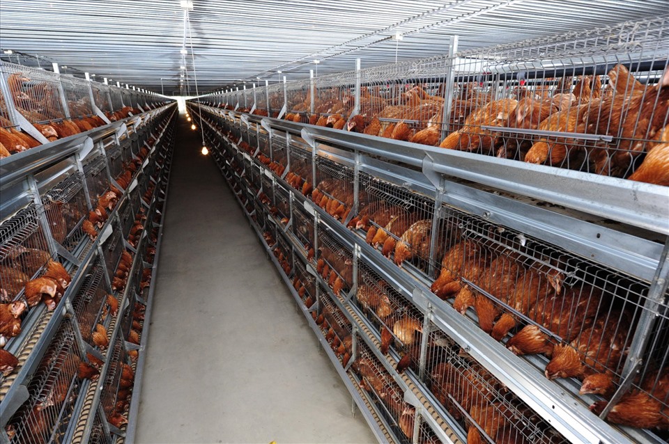 Ngành nông nghiệp đặt mục tiêu tăng số lượng đàn gà lên khoảng 12% theo tiêu đảm bảo chất lượng cao, đáp ứng nhu cầu tiêu thụ trong nước. Ảnh: Duy Linh