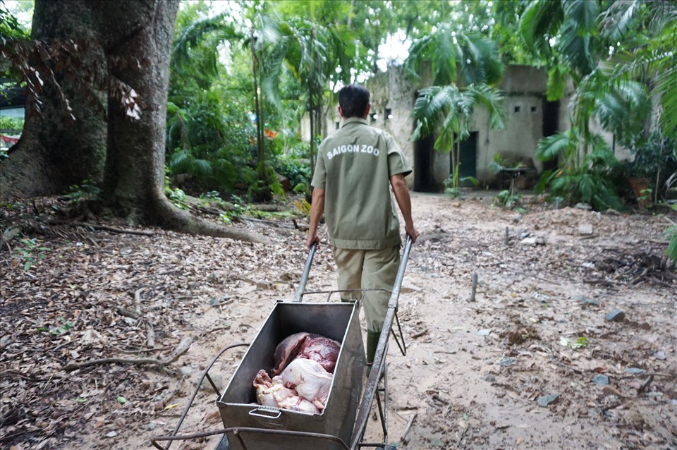 Nhân viên mang thức ăn cho hai chú hổ Đông Dương. Theo ông Trần Ngọc Luận, thức ăn cho các loài vật ở Thảo Cầm Viên không chỉ được chuẩn bị theo loài, sở thích, mà còn được điều chỉnh thường xuyên để động vật không bị ngán.