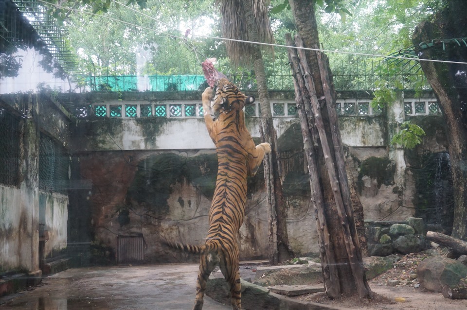 Thức ăn cho hổ được móc vào 1 sợi dây rồi từ từ thả xuống chuồng hổ. Một trong hai con hổ Đông Dương lao đến rồi nhảy lên cao ngoạm lấy phần thức ăn.