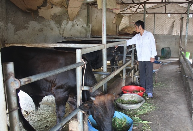 Ngoài nuôi lợn, HTX Thượng Phú còn nuôi hàng chục con bò. Ảnh: TT.