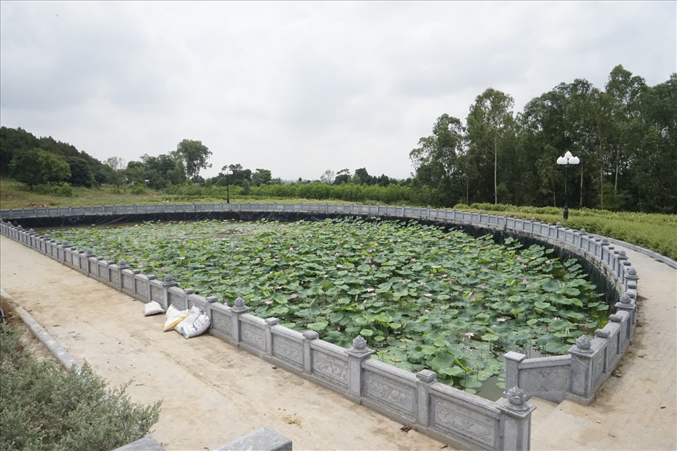 Sen trồng trong hồ bán nguyệt trước đền Chung Sơn. Ảnh: QĐ