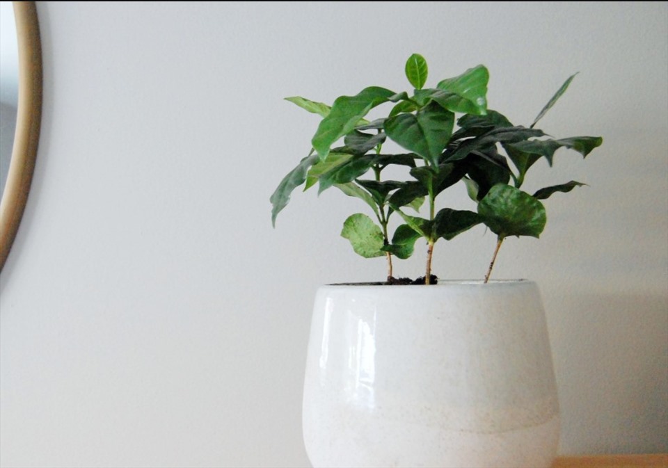 Trồng cây cà phê thích hợp trong nhà giúp tăng hương thơm tự nhiên và thanh lọc không khí. Ảnh nguồn: Mnet.