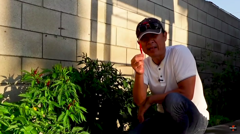 Danh hài Vân Sơn tiết lộ rất thích ăn cay nên anh trồng nhiều cây ớt trong vườn. Ảnh: NSCC