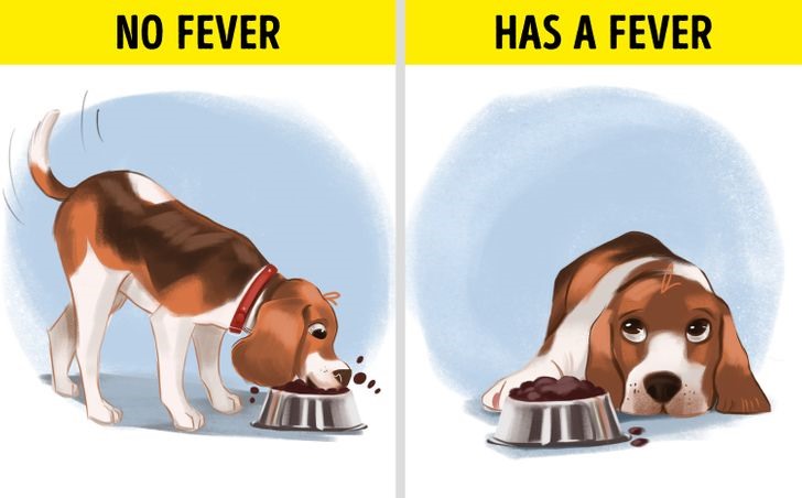 Dấu hiệu 3: Chó chán ăn Ngoài dấu hiệu mệt mỏi thì chán ăn ở chó là một trong những biểu hiệu phổ biến và đáng báo động nhất cho thấy tình trạng sức khoẻ bất thường. Nếu chó không hề đụng đến thức ăn yêu thích của mình thì chắc chắn nó đang bị ốm.