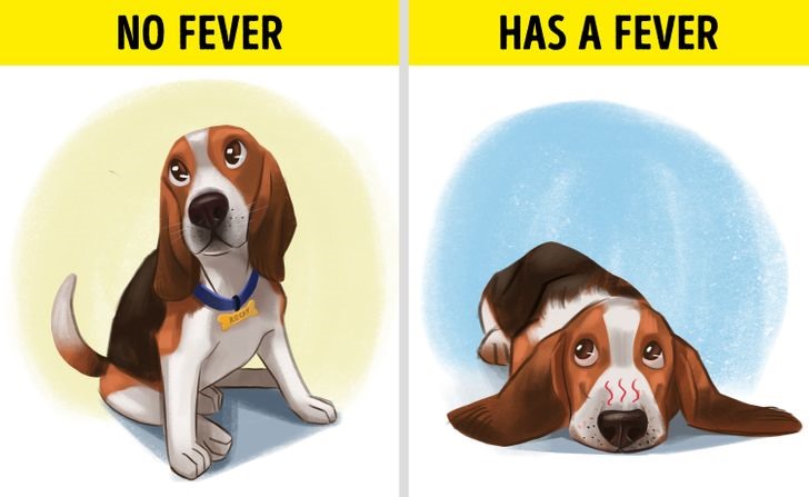 Dấu hiệu 4: Tai và mũi chó nóng lên Một trong những nơi nóng nhất trên cơ thể của cún cưng là mũi. Mũi của một chú chó khỏe mạnh sẽ sạch sẽ và ẩm. Mũi quá nóng hoặc khô là triệu chứng chó bị sốt. Ngoài ra hãy thử kiểm tra thêm tai của chó để xác định. Nếu cả tai và mũi đều nóng hơn so với nhiệt độ các bộ phận còn lại thì khả năng cao chú chó của bạn đang ốm.