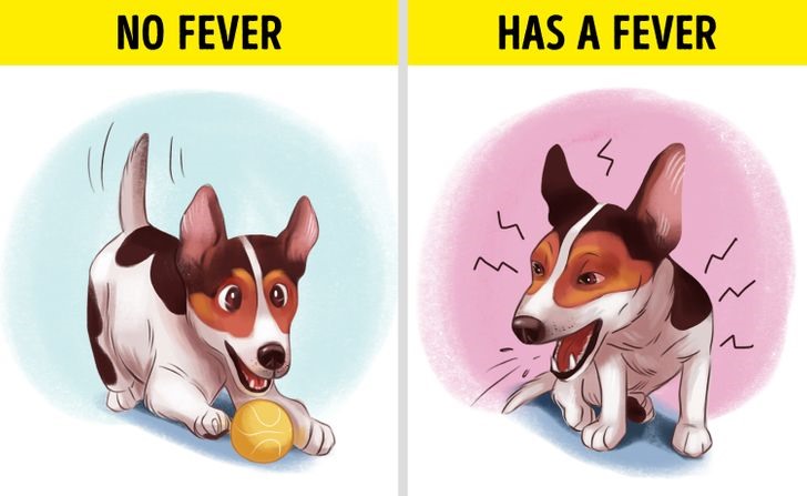 Dấu hiệu 6: Chó ho khạc liên tục Khi chó ho khạc liên tục là dấu hiệu chúng có thể bị nhiễm trùng hoặc mắc bệnh liên quan đến nội tạng. Tình trạng này khiến nhiệt độ cơ thể thú cưng tăng lên. Nếu ho kéo dài, bạn nên đưa chú chó của mình đến gặp bác sĩ chuyên khoa.