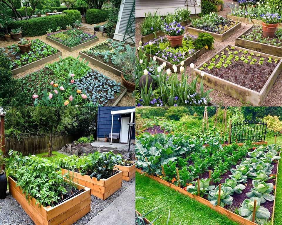 Ngoài không gian xanh, bạn cũng có thể thiết kế trồng những thực phẩm phục vụ cuộc sống hàng ngày. Đồ hoạ: Tuệ Nghi