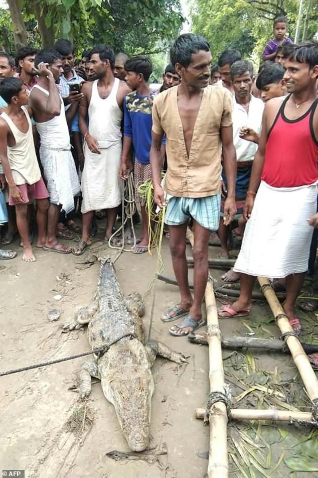 Con cá sấu bị dân làng bắt làm “con tin” ở Midania sau trận lụt do gió mùa. Ảnh: AFP.