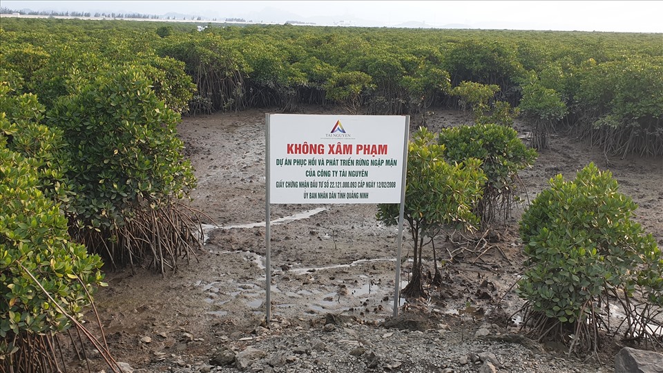 Dự án phục hồi rừng ngập mặn xung quanh vịnh Cửa Lục. Ảnh: Nguyễn Hùng