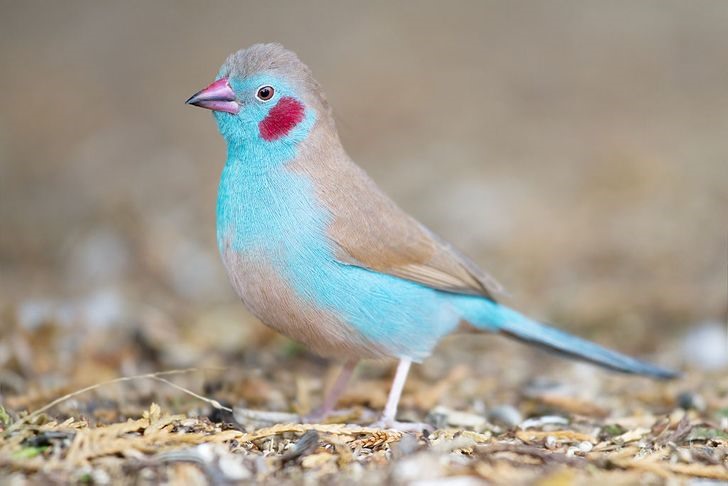 1. Red-cheeked Cordon Bleu: This small, turquoise bird, also known as the "red-cheeked bird," is due to the male's deep red cheeks.  Females have a slightly lighter coat, and this is how they can be easily distinguished.  The red Cordon Bleu (Uraeginthus bengalus) lives in the drier regions of sub-Saharan Africa.  They feed on the ground, eating seeds and small worms.