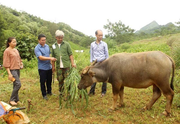 Nhờ được tiếp cận nguồn vốn chính sách, ông Đặng Văn Hải (thứ hai từ phải sang), đầu tư nuôi trâu đem lại hiệu quả kinh tế khá.