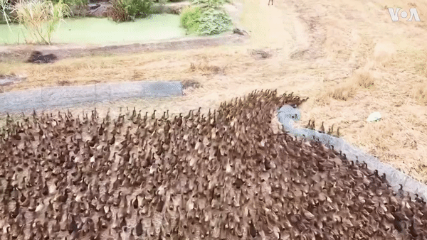 Đội quân 10.000 con vịt ào ra cánh đồng lúa. Ảnh: VOA