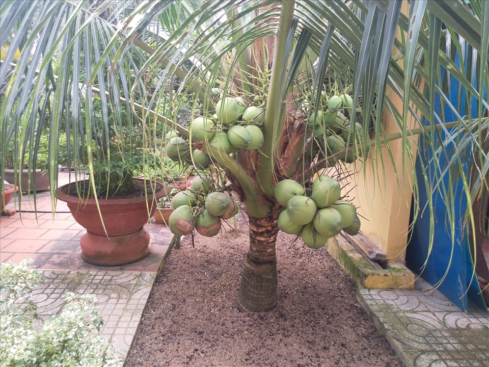 Dừa tươi là 1 trong những mặt hàng trái cây đầu tiên đi EU theo Hiệp định EVFTA. Ảnh: K.Q