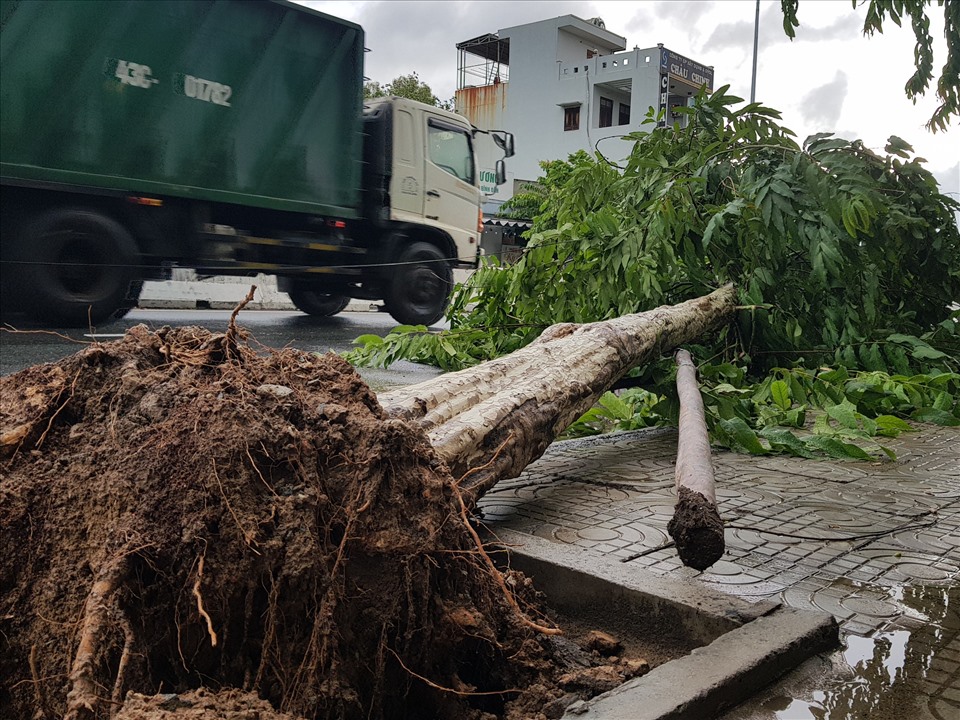 Do ảnh hưởng của bão, nhiều tuyến phố ở Đà Nẵng đã xuất hiện tình trạng cây đổ ngã. Ảnh: Hữu Long