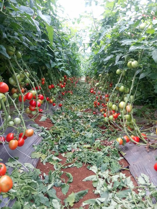 Cà chua được trồng tại Mộc Châu áp dụng công nghệ cao có thể chế biến để xuất khẩu. Ảnh: TL
