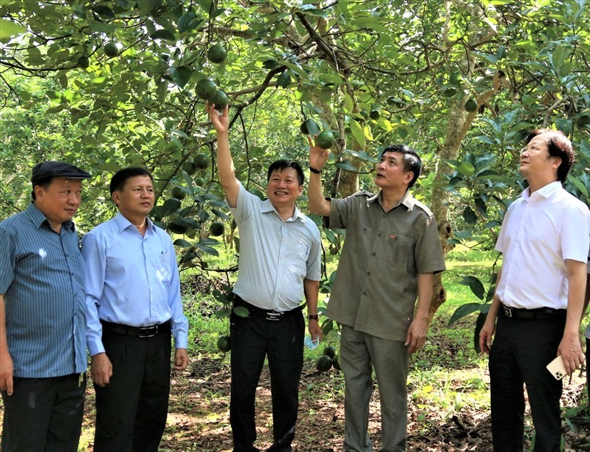 Lãnh đạo Tỉnh ủy Đắk Lắk đến thăm một vườn trái cây của Viện Khoa học Kỹ thuật nông lâm nghiệp Tây Nguyên. Ảnh: Bảo Trung