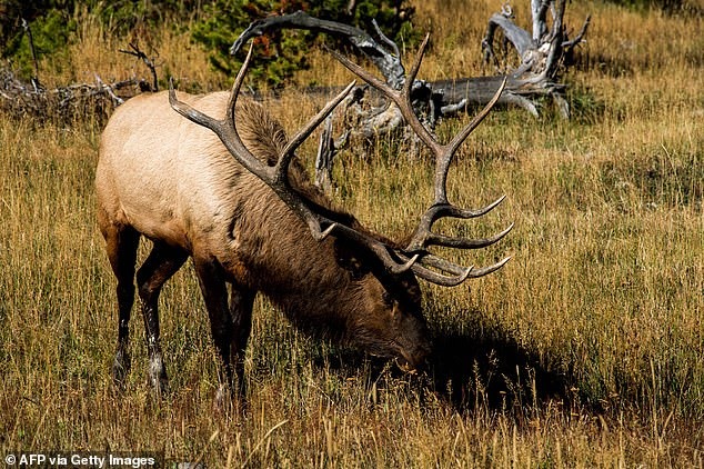 Mùa giao phối của nai sừng tấm bắt đầu từ tháng 8 và kéo dài cho đến tháng 10. Ảnh: Yellowstone NPS