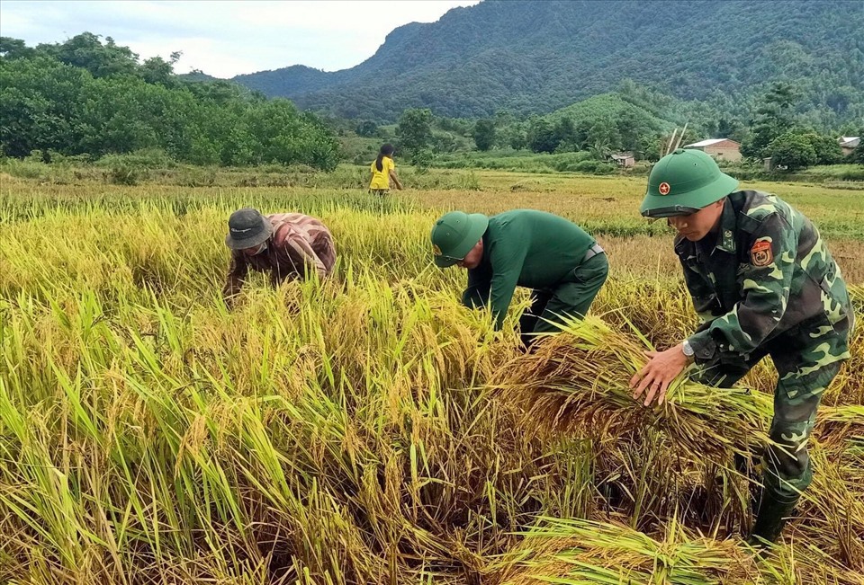 Các đồn biên phòng đóng quân trên tuyến biên giới Việt - Lào giúp người dân thu hoạch lúa bị gãy đỗ sau bão.