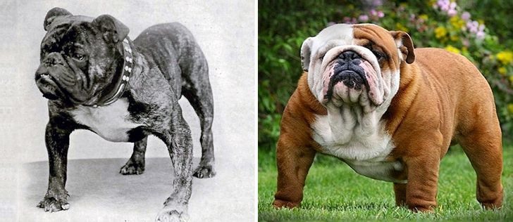 1. Bulldog Anh Giống chó này hiện nay đã trở nên to lớn và cứng cáp hơn. Ngực của chúng rộng hơn, chân ngắn lại và khuôn mặt cũng bẹp hơn. Tuy nhiên, thật không may khi Bulldogs hiện đại gặp phải một số vấn đề về sức khỏe, và tuổi thọ trung bình của giống chó này chỉ ở mức 6 năm rưỡi.
