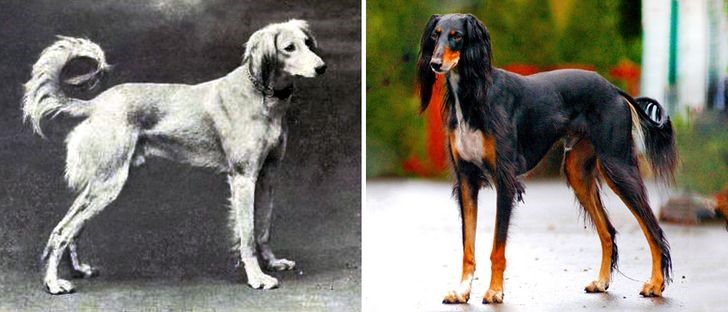 10. Chó Saluki - chó săn Ba Tư Các chú chó Salukis đã trở nên cao và gầy hơn rất nhiều. Bây giờ chúng có đôi chân dài và đôi tai dài hơn.