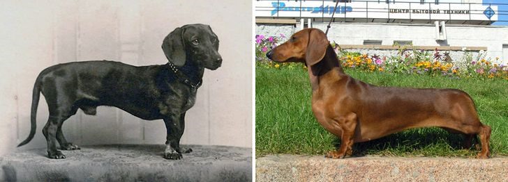 11. Chó Dachshund Ngày nay, những con chó này có khuôn mặt và cơ thể dài hơn, ngực rộng  và chân sau ngắn hơn.