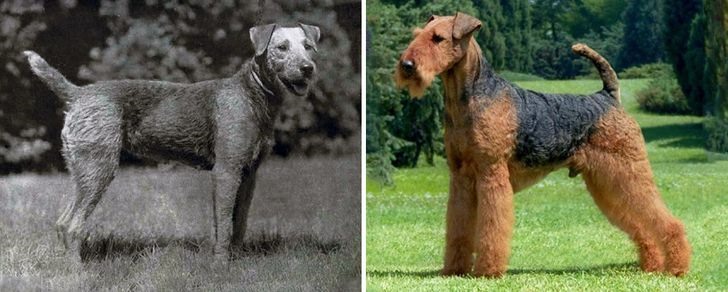12. Chó Airedale terrier Giống chó này không thay đổi quá nhiều ngoại trừ việc mặt dài hơn và lông xù hơn.