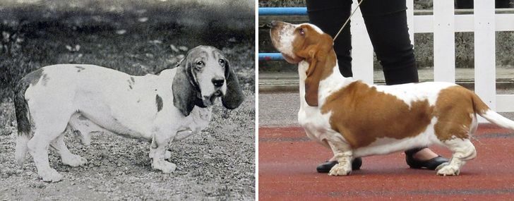 2. Basset Hound Cơ thể của giống chó Basset Hound đã trở nên thấp hơn, hai chân sau ngắn hơn và tai dài hơn rất nhiều. Khuôn mặt của chúng cũng có nhiều nếp gấp hơn.