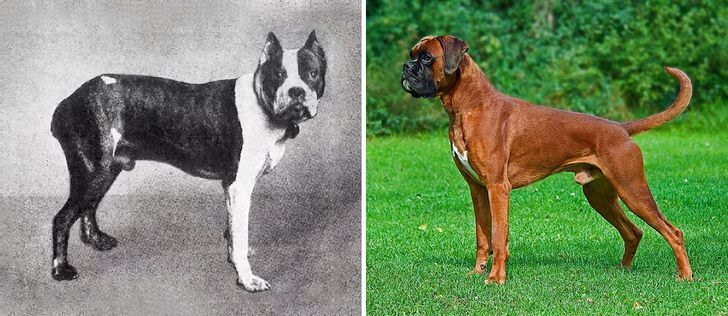 3. Chó Boxer - chó võ sĩ  Các chú chó võ sĩ thời kì trước có khuôn mặt ngắn và hếch hơn so với hình dáng hiện tại.