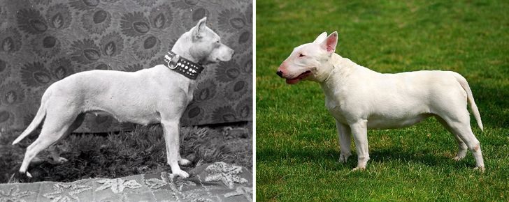 4. Chó Bull Terrier Ngày nay, những chú chó Bull Terrier có hộp sọ hình dạng rất khác - khuôn mặt trở nên ngắn hơn và hàm lớn hơn. Nhìn chung, so với hình dáng thời kì trước thì giống chó này hiện nay có cơ thể thấp hơn và săn chắc hơn.