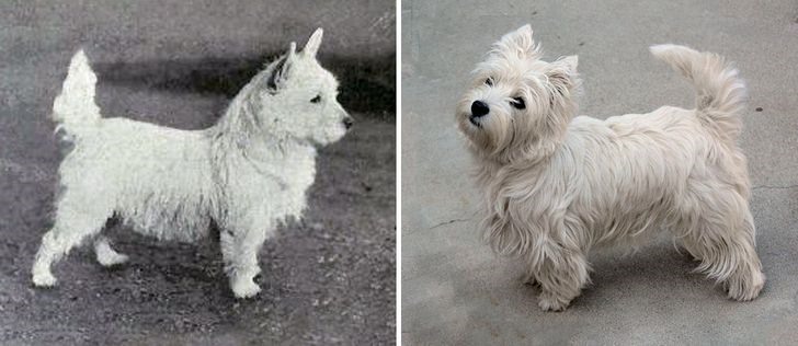 5. Chó sục West Highland White Terrier Điểm khác biệt có thể thấy rõ nhất là bộ lông của giống chó này ngày nay đã dày và dài hơn rất nhiều.