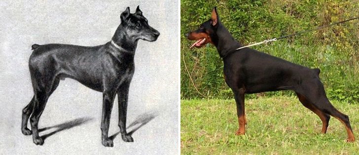 6. Chó Doberman Pinscher Giống chó này ngày nay đã nhỏ bé hơn và đầu của chúng bây giờ cũng nhẵn hơn. Hơn nữa, nó không còn hung hãn và biết nhẫn nại hơn so với giống chó này thời kì trước.