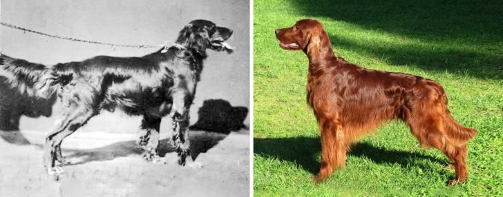 7. Chó Setter Ailen Giống chó này đã không thay đổi nhiều trong hơn 150 năm. Bức ảnh đen trắng được chụp vào năm 1879. Chúng giờ nhỏ và nhẹ hơn, có lông dài và dày hơn trước đây.