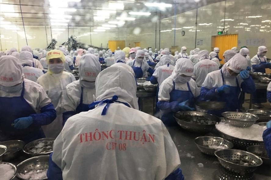 Thông Thuận là doanh nghiệp đầu tiên xuất khẩu tôm sang EU theo EVFTA. Ảnh: Anh Thơ