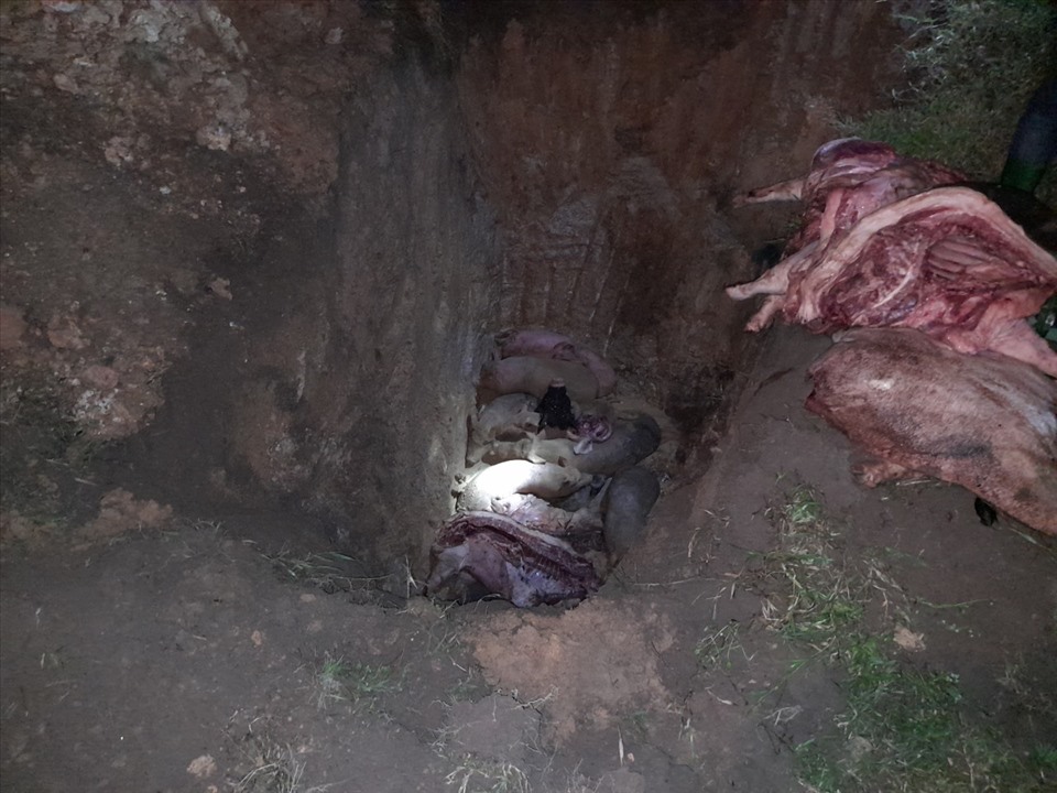 Toàn bộ 501kg thịt lợn sống và 10 con lợn bị dịch tả lợn Châu Phi đã phải tiêu hủy trước sự giám sát của lực lượng chức năng. Ảnh: QLTT