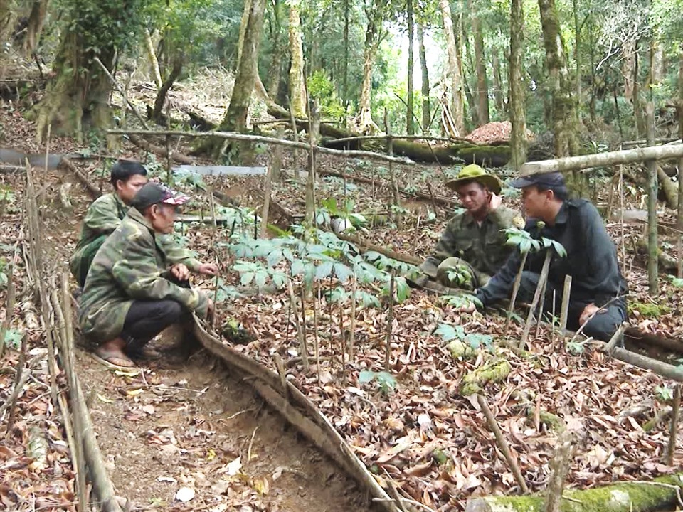 Kon Tum sẽ mở rộng vùng trồng dược liệu, trong đó có sâm quý Ngọc Linh. Ảnh T.Tuấn