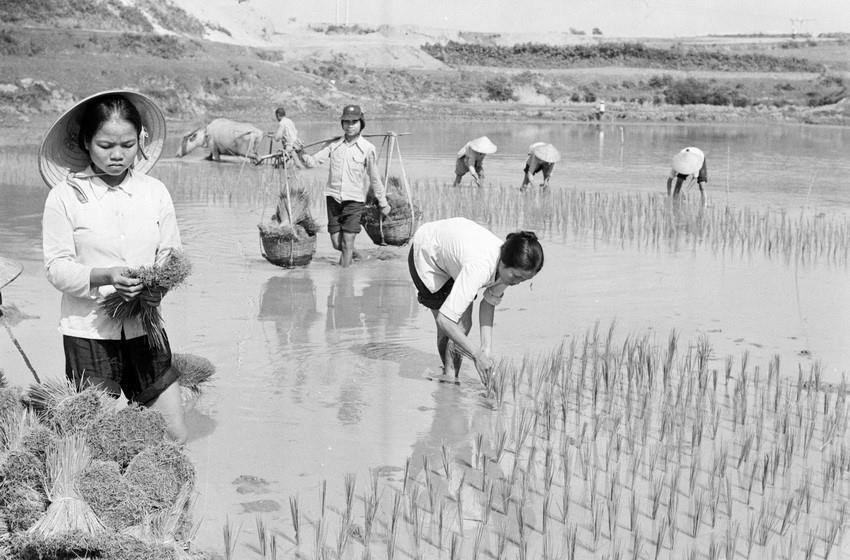 Vụ mùa tại HTX Cao Phong, huyện Lập Thạch, tỉnh Vĩnh Phú năm 1985.