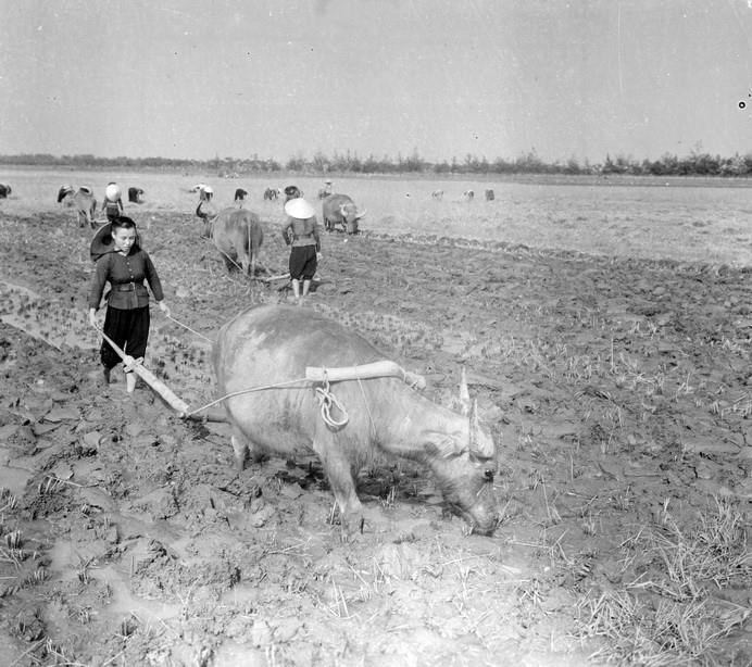 Thu hoạch lúa chiêm tại HTX Phù Chính, Vĩnh Phúc năm 1968.