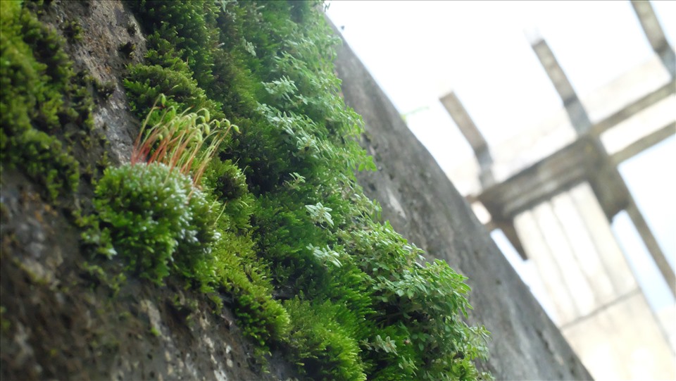 Một mảng rêu xanh theo thời gian hình thành trên vách tường của Dinh tỉnh trưởng, Đà Lạt.