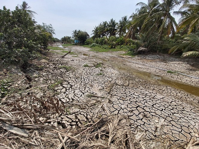 ĐBSCL có thể phải đối mặt với nguy cơ hạn hán, xâm nhập mặn khốc liệt hơn trong mùa khô 2020-2021. Ảnh minh họa
