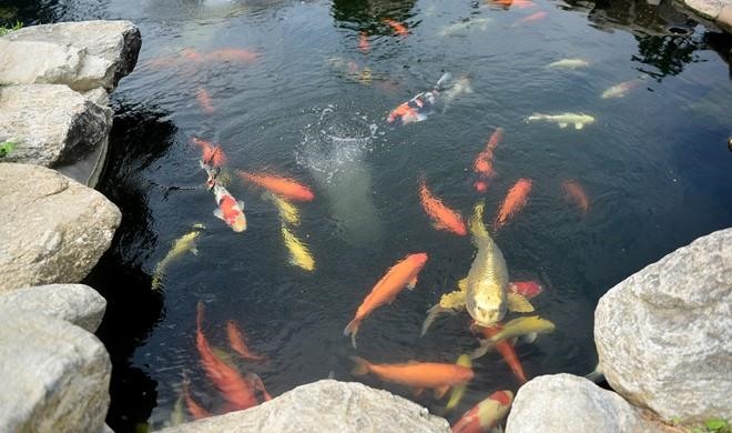 Ngoài ra, NSƯT Hoài Linh còn nuôi một hồ cá lớn trước nhà thờ Tổ.