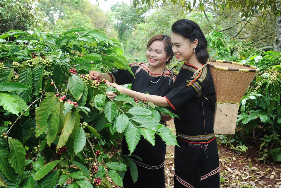 Nhiều doanh nghiệp lữ hành ở Đắk Lắk đang tập trung hướng đến việc làm du lịch nông nghiệp. Ảnh T.X