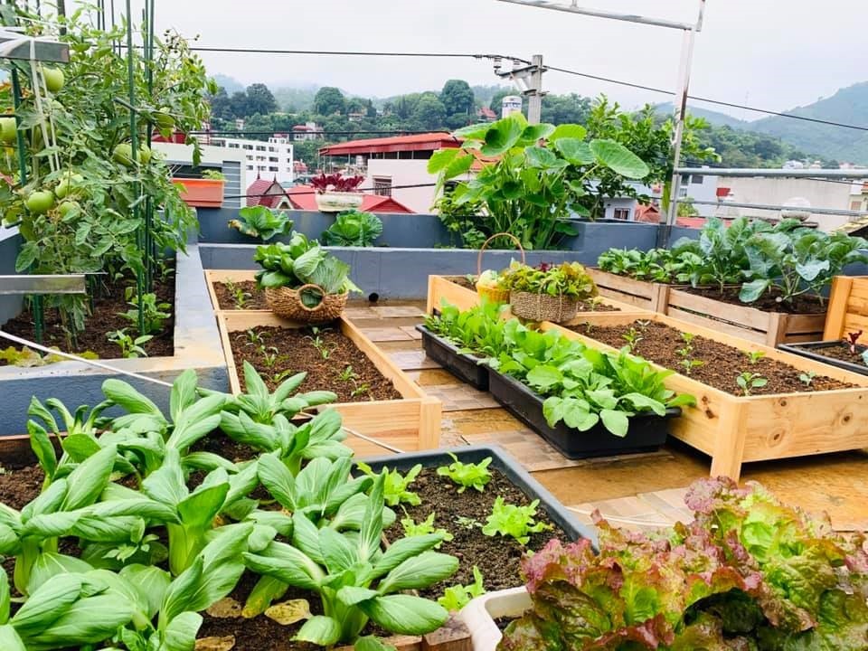 Ý tưởng thiết kế vườn trên sân thượng đẹp và hiệu quả