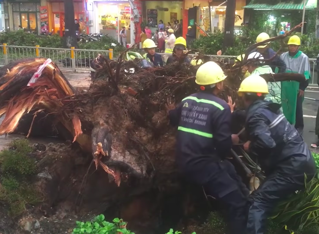 Khắc phục hiện trường cây cổ thụ trên đường Nguyễn Tri Phương bật gốc ngã đè người đi đường trong cơn mưa chiều 24.9. Ảnh: Nguyễn Huy