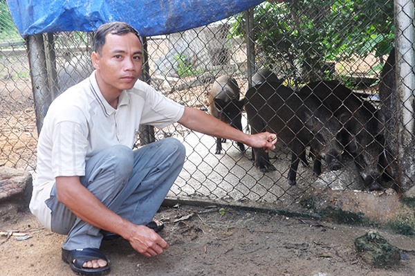 Anh Phạm Văn Lâm ở thôn 9, xã Ia Tơi, huyện Ia H’Drai vay vốn chính sách để chăn nuôi heo.