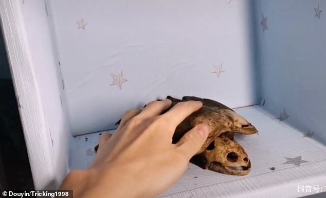 Lâm hiện đang giữ xác con rùa trên giá sách trong phòng ký túc xá để làm kỉ niệm. Ảnh: Daily Mail