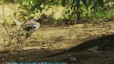 Chim dikkop là loài chim nhỏ bé nhưng dũng cảm trong thế giới động vật. Ảnh: BBC