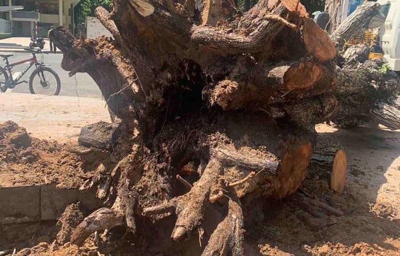 Thân cây bị sâu bệnh mục ruỗng. Ảnh: Nguyễn Huy