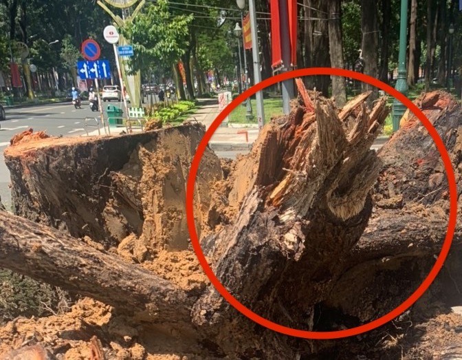 Một phần rễ cây bị mục. Ảnh: Nguyễn Huy